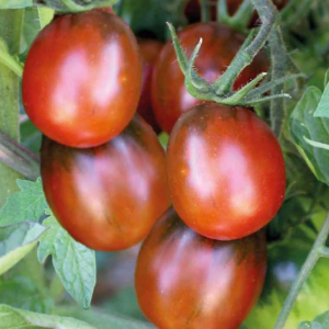 photo_plant_tomates