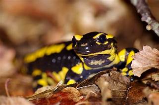 Mercredi 30 mars Sortie ABC « Prospection salamandres »